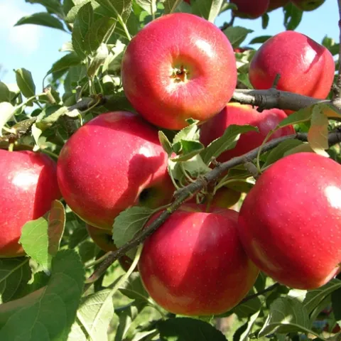 winesap apple