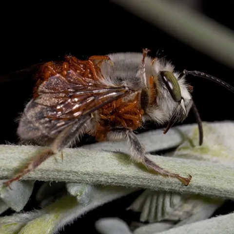A male Habropoda pallida bee from the Mojave Desert covered with Meloe franciscanus triungulins (first install larvae). These triungulins will transfer from the male bee to female bees during mating and then deplane from the female bee when she enters her nest. The blister beetle larvae feed on the pollen and nectar provisions inside the bee nest and then emerge as an adult beetle the next winter (one beetle per each bee cell). (Copyrighted photo by Leslie Saul-Gershenz)