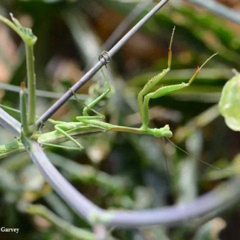 A male Stagmomomantis limbata, as identified by mantis expert Lohit Garikipati, a UC Davis student who rears mantids, stretches in the passionflower vine. (Photo by Kathy Keatley Garvey)