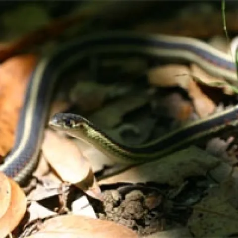garter snake
