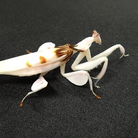 An orchid praying mantis, reared by UC Davis entomology student Lohit Garikipati, who breeds the insects. (Photo by Kathy Keatley Garvey)