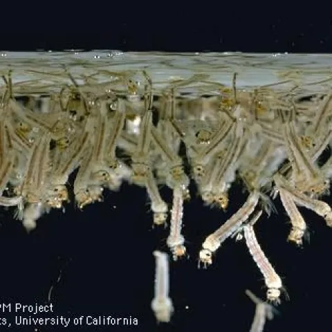 Culex mosquito larvae. (Credit: Jack Kelly Clark)