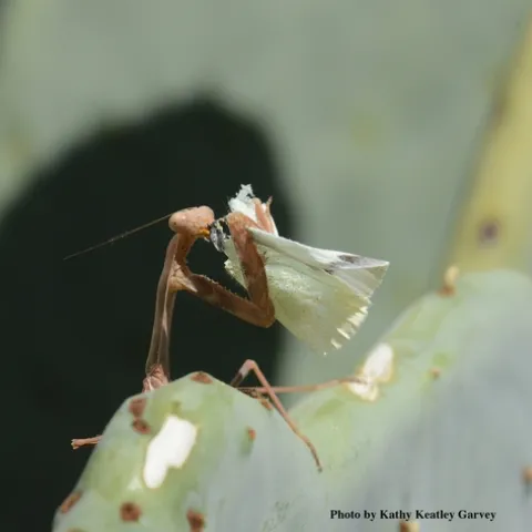 A praying mantis dining on a cabbage white butterfly. (Photo by Kathy Keatley Garvey)