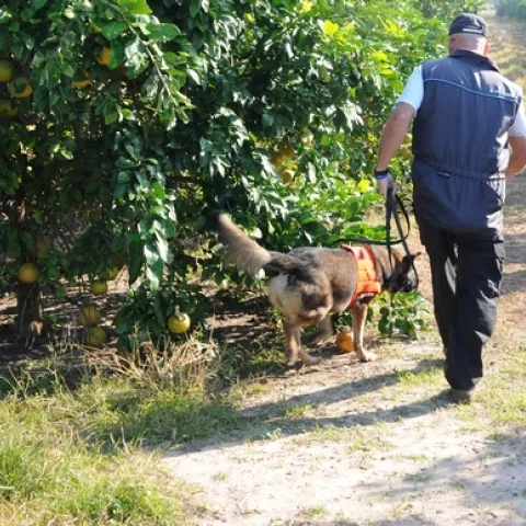 The USDA has trained dogs to detect huanglongbing disease in Florida. (Photo: USDA)