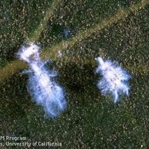 Hackberry woolly aphids. [Credit: Jack Kelly Clark]