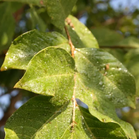 Feeding by aphids created this sticky honeydew on crape myrtle leaves. (Credit: Belinda Messenger-Sikes)