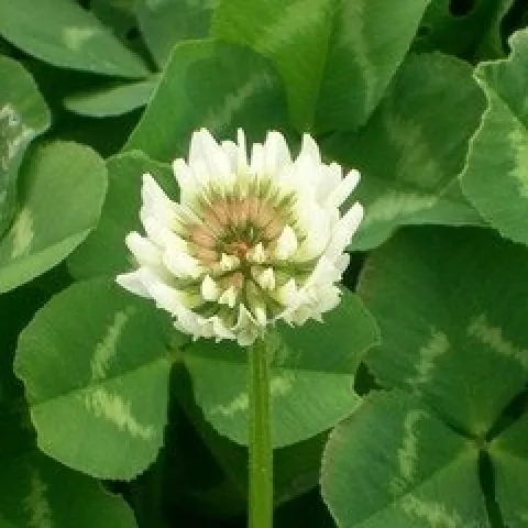 white-clover-1-1375610