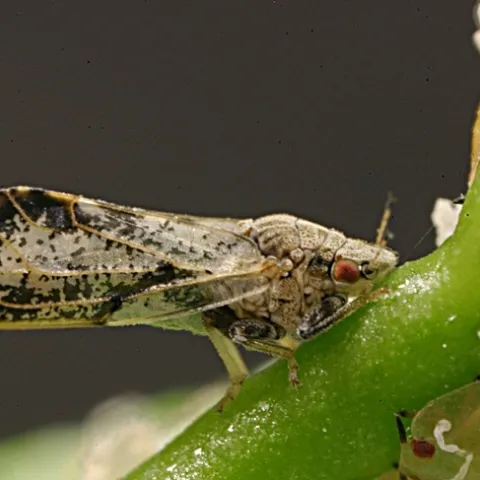 The Asian citrus psyllid, about the size of an aphid, is a major threat to the multibillion dollar citrus industry in the United States.(Photo courtesy of the California Department of Food and Agriculture)