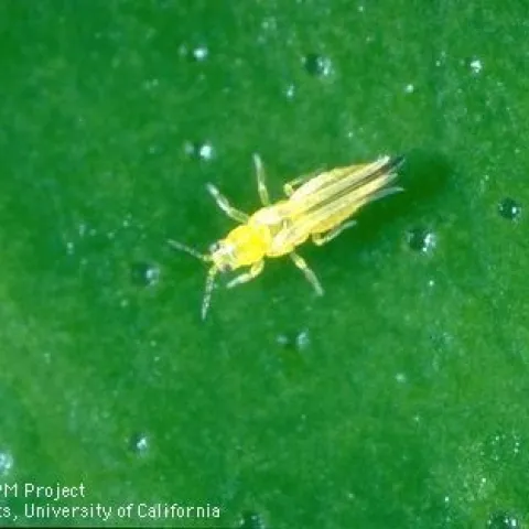 citrus thrips