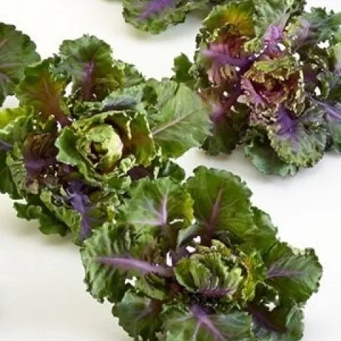 Kalettes