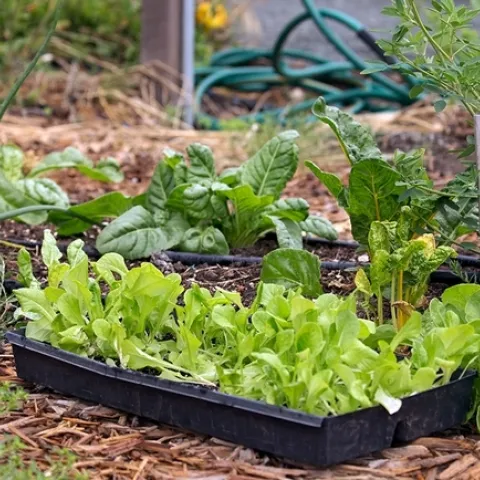 Una alternativa a plantar semillas es comprar plántulas de verduras en el vivero local.