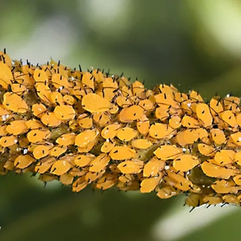 Oleander aphids clustering on a milkweed stem. (Photo by Kathy Keatley Garvey)