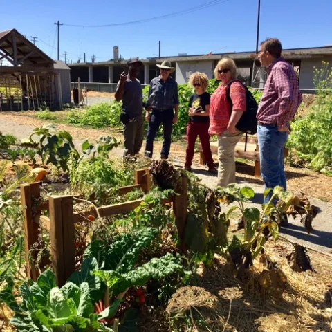 UCCE Master Gardeners and 4-H members partner with City Slicker Farms, teaching people how to grow food in West Oakland.