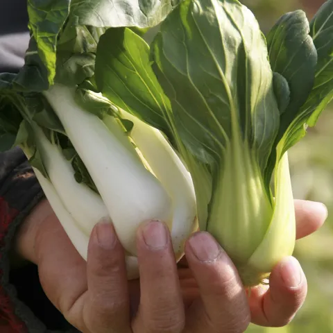 White and Green Bok Choi, by Aziz Baameur