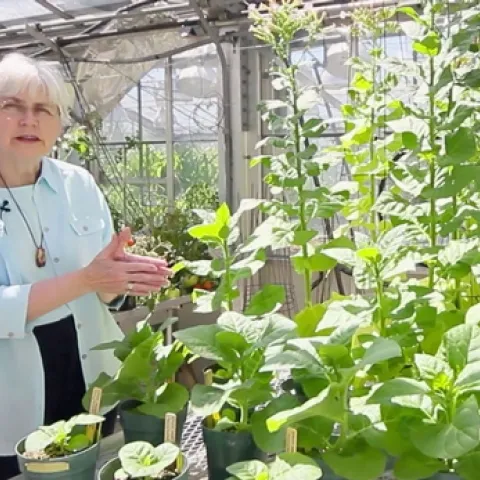 Peggy Lemaux started CLEAR by offering a free pint to pub patrons who asked a question about science.