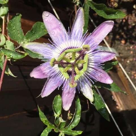 photos by Melinda Nestlerode