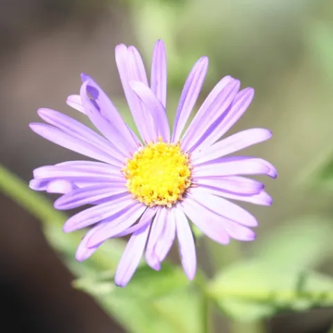 Aster frikartii (Wonder of Staffa)