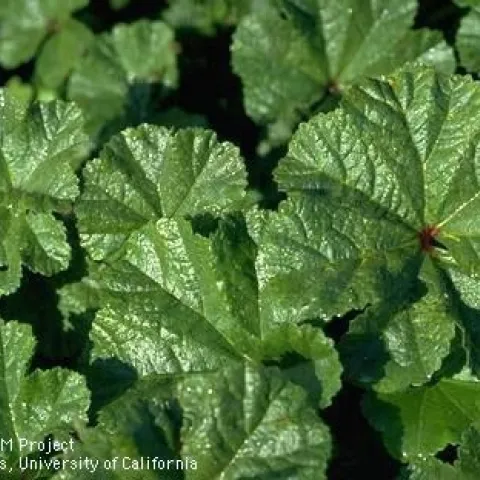 Mallow (cheeseweed). [Credit: Jack Kelly Clark]