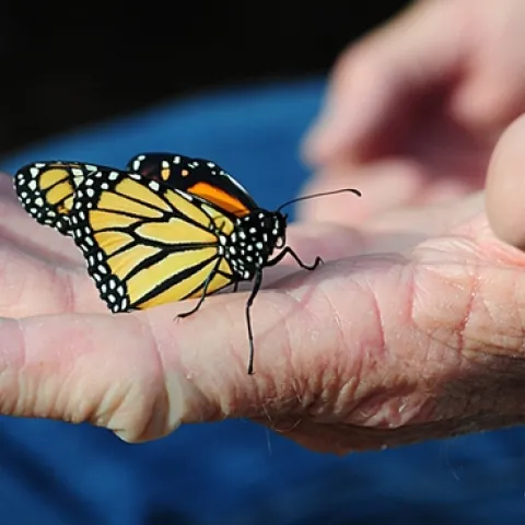 Many senior citizens who develop new hobbies (such as rearing monarch butterflies) believe this keeps their brain active and leads to greater enthusiasm for life. Supercentarian Jeanne Calment of France lived to be 122. One of her interests was playing the piano. (Photo by Kathy Keatley Garvey)