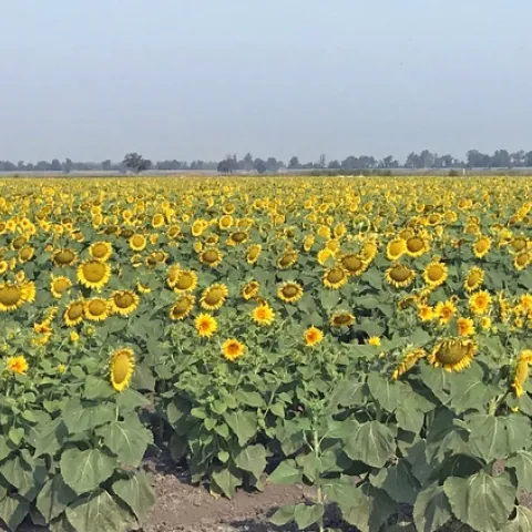 Hybrid sunflowers growing in the Sacramento Valley. California growers produce the seed for hybrid sunflower planting stock for U.S. and foreign markets. Photo by Sarah Light