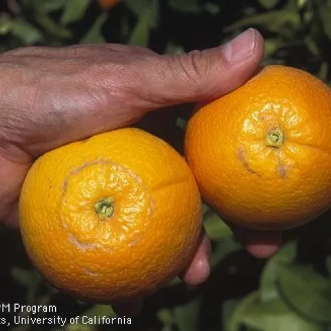 Citrus thrips feeding causes gray scars in a ring-pattern around the stem end of fruit. Citrus thrips will be the topic of the first live UC webinar Oct. 17.