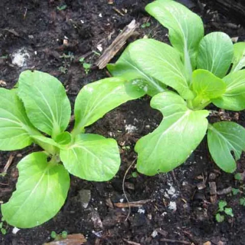 Bok Choy Seedlings
