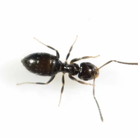 Figure 1. Dark rover ant worker. (Credit: Siavash Taravati, UC IPM)