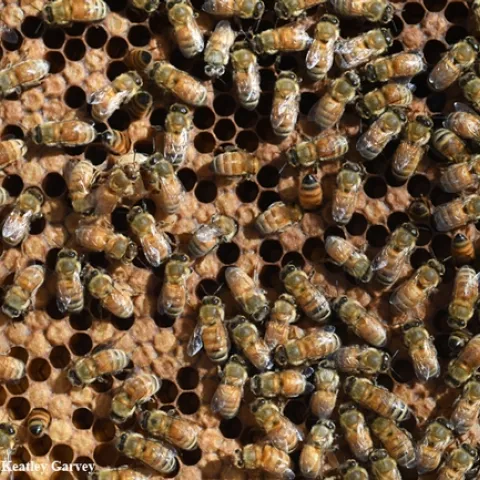Honey bees, the most important pollinators, also produce honey. This image was taken at the Harry H. Laidlaw Jr. Honey Bee Research Facility at UC Davis. (Photo by Kathy Keatley Garvey)