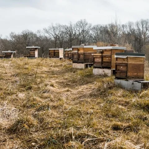 bee hives in field