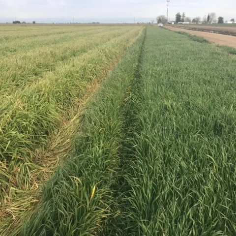 Photo: Frost injury to Montezuma (left, Yolo Co.) when min temperatures were below 32F (28F-31F) for 5 days late February (CIMIS, Davis, CA 2018). Newer oat hay varieties (right) head out later, often avoiding frost injury.