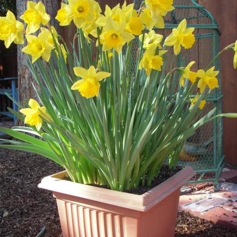 Daffodils (all photos by Launa Herrmann)