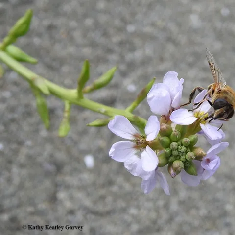 A syrphid or hover fly, Eristalis tenax, nectaring on a sea rocket plant, Cakile maritima, on Oct. 18 at Doran Regional Park Beach, Sonoma. (Photo by Kathy Keatley Garvey)