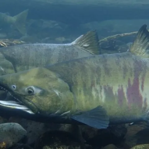 Bear Yuba Land Trust Salmon Trek Nov 10th at SFREC