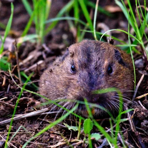 Pocket Gopher by Ed Williams