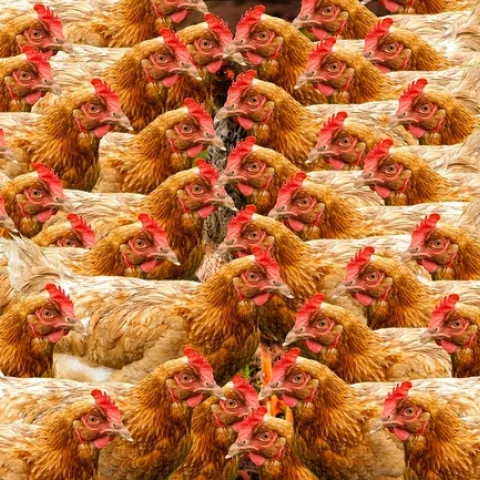 The November 2018 ballot measure, Proposition 12, would tighten guidelines for confined food animal housing. (Photo illustration: Pixabay)