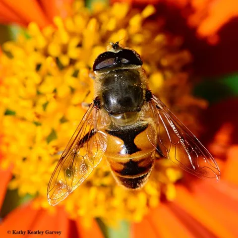 Meet the drone fly (Eristalis tenax), often mistaken for a honey bee. Note the one set of wings, large eyes, stubby antennae and a distinguishing "H" on its abdomen. (Photo by Kathy Keatley Garvey)