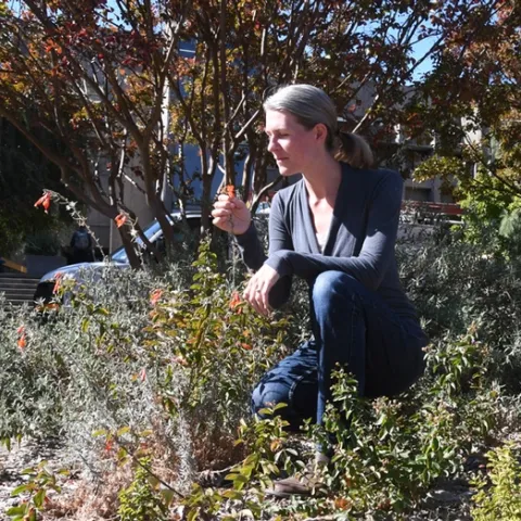 Community ecologist Rachel Vannette, recipient of a Hellman Fellowship grant for her research on pollinator microbiomes, examines a California fucshia, Epilobium canum, outside Briggs Hall. (Photo by Kathy Keatley Garvey)