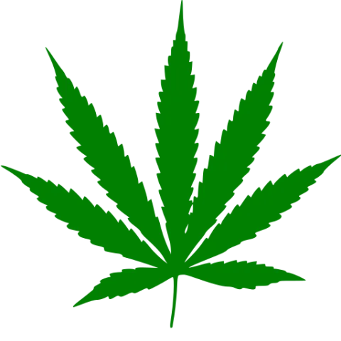 Cannabis leaf. Wikimedia Commons