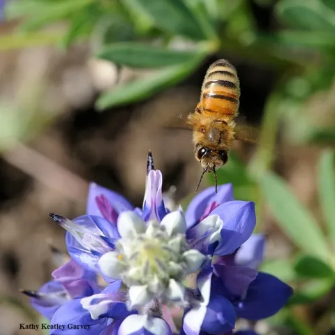 A honey bee heads for a lupine blossom. Nectar-living microbes release scents or volatile compounds, too, and can influence a pollinator’s foraging preference, according to UC Davis community ecologist Rachel Vannette, recipient of a Hellman Fellowship. (Photo by Kathy Keatley Garvey)