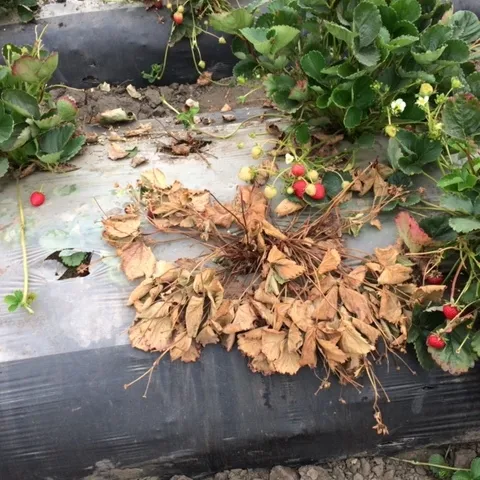 Some of the Macrophomina action on the other side of the test field.