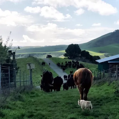Cattle roam on Calfornia's ranglelands.