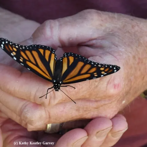 A newly eclosed monarch, ready to take flight. This image was taken on Sept. 24, 2018 in Vacaville, Calif. (Photo by Kathy Keatley Garvey)