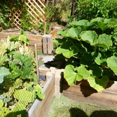 Christmas Valley family garden