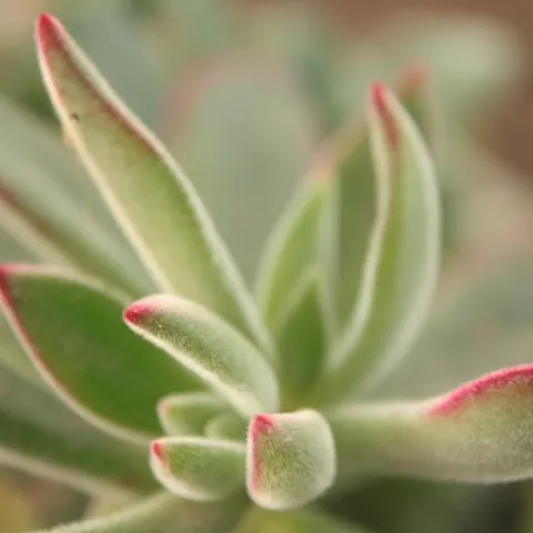 photo by Jennifer Baumbach