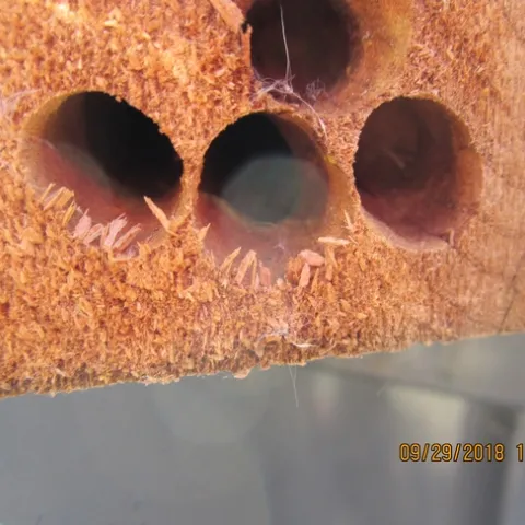 Holes in wood. (photo by Betsy Buxton)