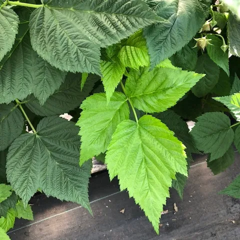 Note the contrast of these newer leaves to the midtier leaves around them. Not an plant mobile nutrient, like NPK, so what could be the issue?