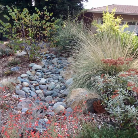 A dry creek rain swale in a suburban garden landscape. By Alicia Springer