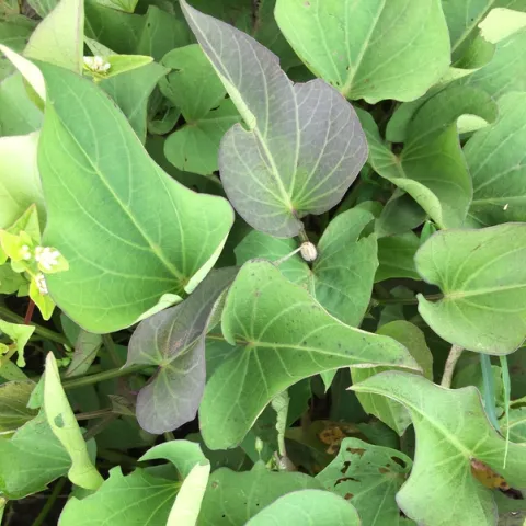 close-up on sweetpotato leaves, stems and plant