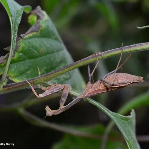 Henrietta, a Stagmomantis limbata, hanging out in a patch of Mexican sunflowers. (Photo by Kathy Keatley Garvey)