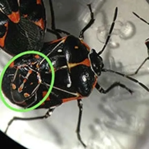Bagrada bug (circled in green) on harlequin bug.
